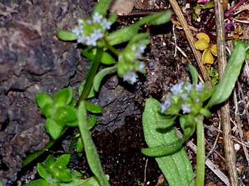 Piccola pianta con fiori piccolissimi - Valerianella sp.